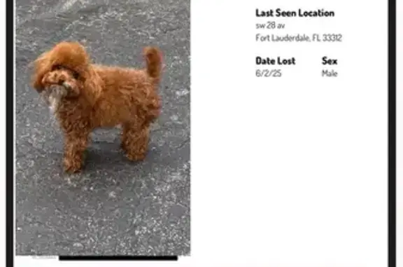 Lost Small Brown Dog Near Riverland Rd