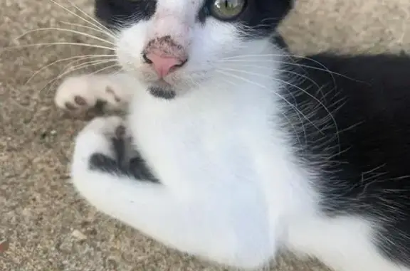 Lost and found pets , photo: Lost Cat in Ruston Forest: 1-Year-Old