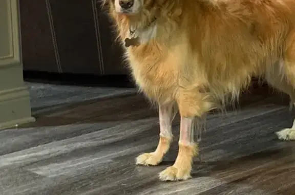Lost Dog Holly: Shaved Paws in Louisville