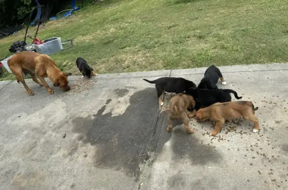 Friendly Found Dog with Puppies in Gastonia