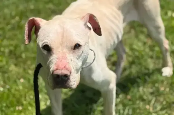 Found: Friendly White Pitbull, Indy Area