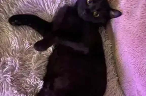 Lost Cat Near Crown Point Square!