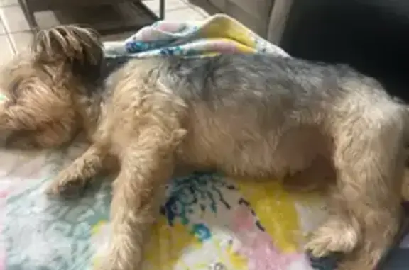 Lost Yorkie Mix: Black & Brown, 54th St