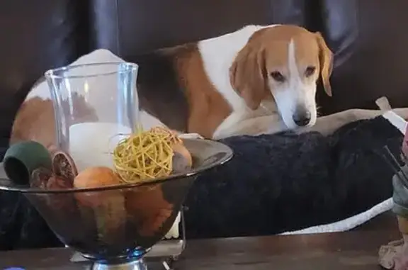 Lost Tree Hound: Sweet, Chipped, Blue Collar