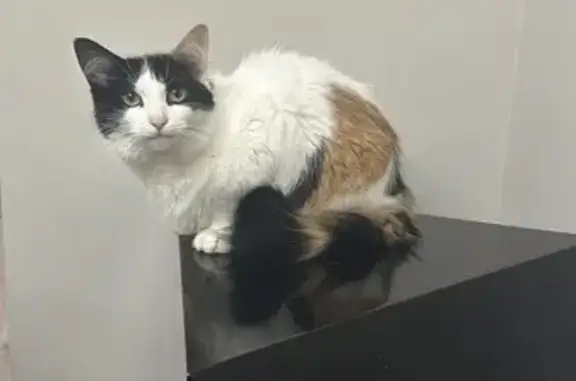 Lost Cat: White with Unique Markings