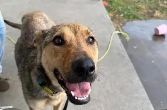 Found Pregnant Shepard Mix on N Redwood