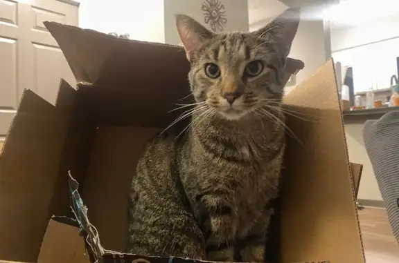 Help Find Clover: Lost Tabby in Dublin