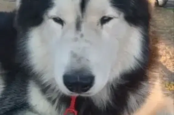 Lost Husky: Grey-Eyed Beauty in Gardena