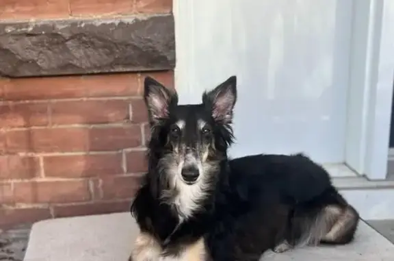 Lost Dog: Friendly, Black & Tan in Toronto
