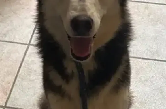 Found Husky: Black/White, Glendale Area