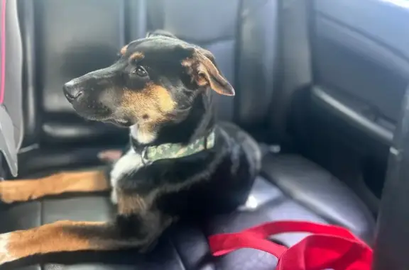 Lost Puppy: Black/Brown, Camo Collar