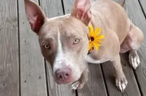 Lost Dog on Outer Road, Newburg