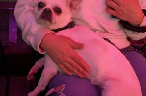 Found: Friendly White Chihuahua Mix in Chicago