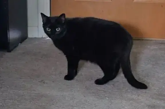 Lost Black Cat: Petite & Shy in Northglenn