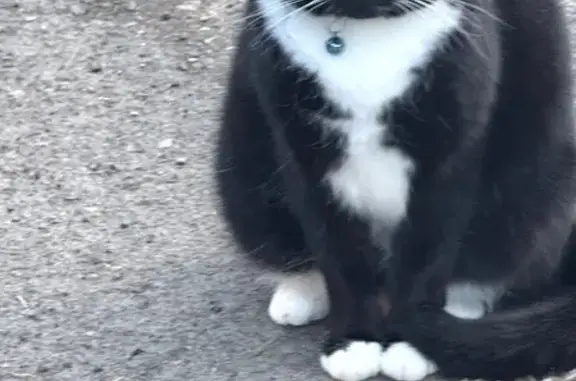Lost Tuxedo Cat Otis: Craven St, Monmouth