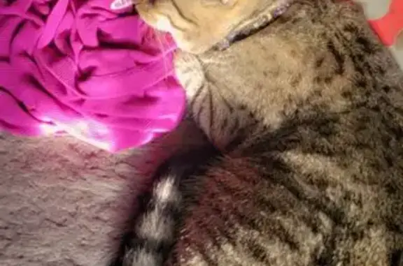 Lost Male Grey Cat, High Path Rd, Windsor