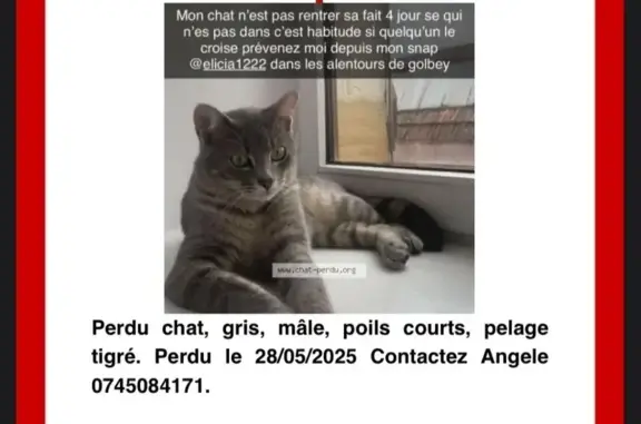 Animaux perdus Golbey, photo: Chat perdue gris tigré, Rue des Cités