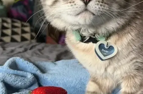 Lost Cat: White & Black, Green Collar