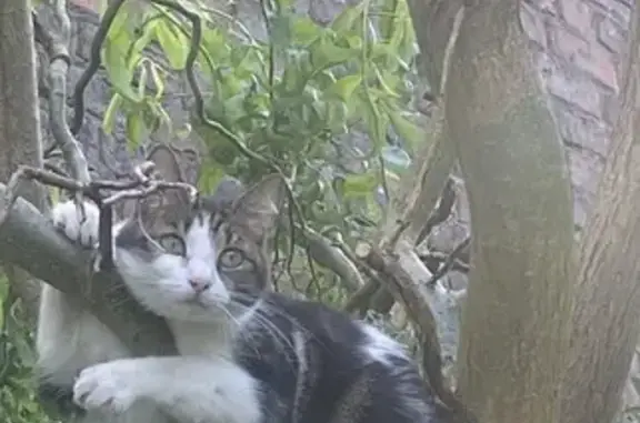 Chat perdu à Quiévrechain, nuit du 1er juin - photo