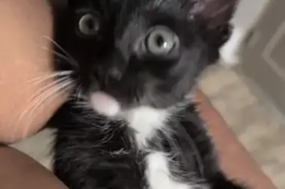 Lost cat, Federal Heights
