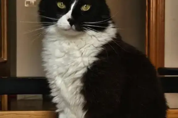 Gato Perdido en Xirivella: Negro y Blanco, Microchip