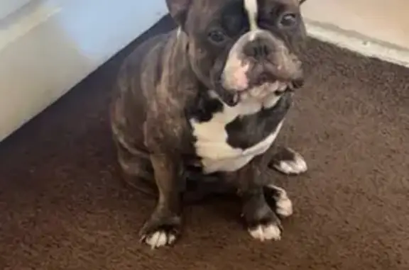 Lost Tri-Color French Bulldog - Long Beach