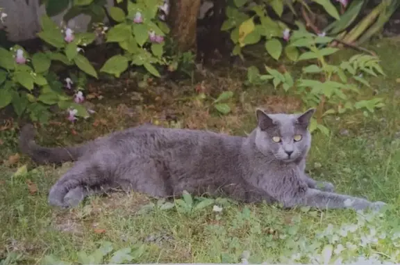 Animaux perdus Reims, photo: Chat gris perdu à Reims, Rue Desprez