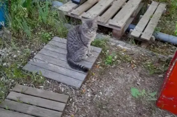 Animaux trouvés Néoules, photo: Chat gris trouvé affamé à Néoules