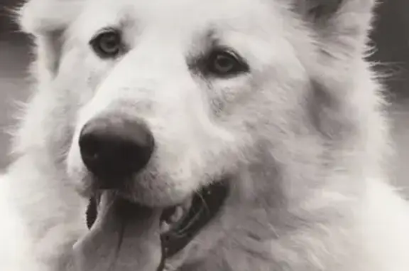 Chien perdu Jons, photo : Chien blanc perdu, répond à 