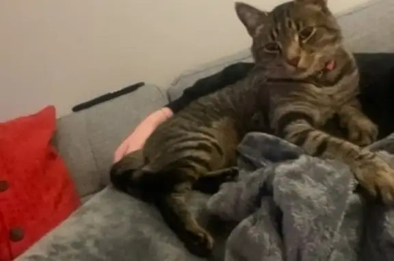 Lost Cat: Pink Collar, Fairway Crescent