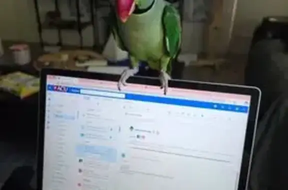 Friendly Lost Bird on Corrigan St, Brisbane
