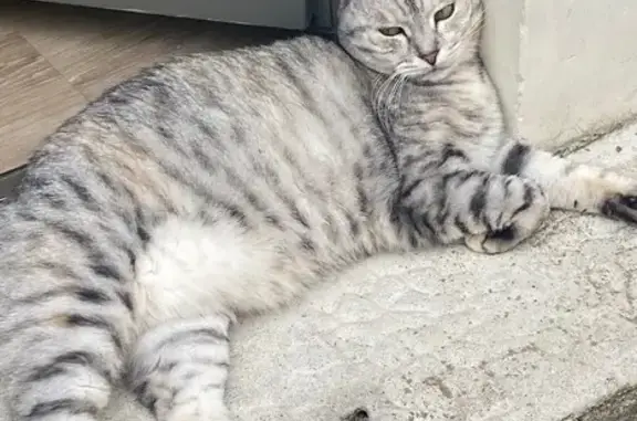 Chatte perdue à Peyrestortes - photo