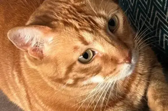 Gato Naranja Perdido en Granada: Rabo Torcido