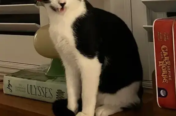 Lost Tuxedo Cat: Unique Chin Spot