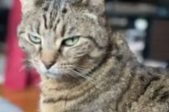 Gato Gris Perdido en Cortijo de Viator