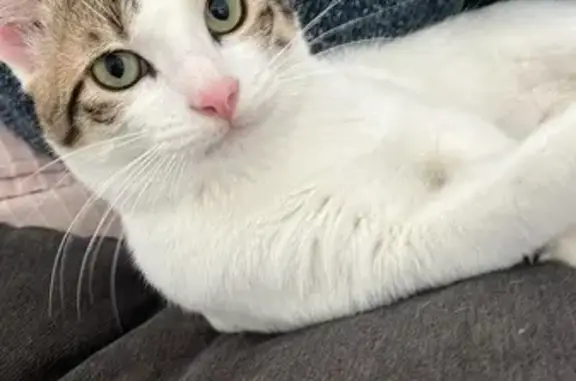 Chat blanc perdu à Bompas, tigré et tacheté - photo