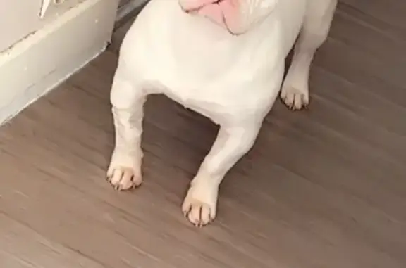 Chien perdu , photo : Bouledogue blanc perdu à La Rouaudière