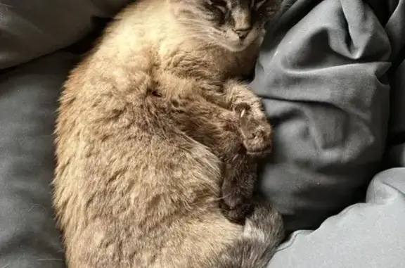 Animaux perdus Marmande, photo: Chat beige tigré perdu à Marmande