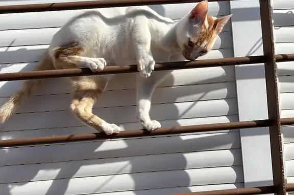 ¡Gato Perdido! Blanco y Naranja en Miajadas
