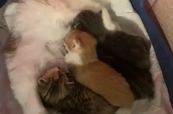 Chat perdu, , photo: Chatte perdue, bébés en détresse