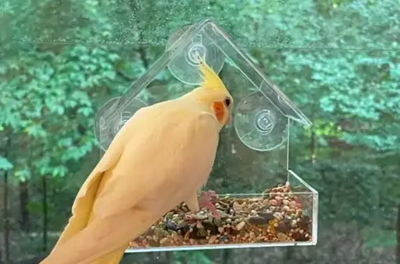 Lost Yellow Bird: Orange Cheek...