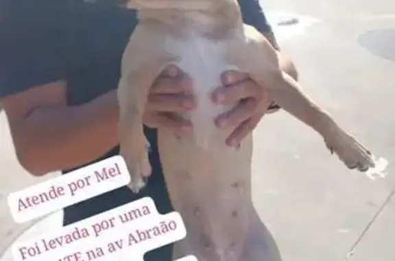 cachorro desaparecida