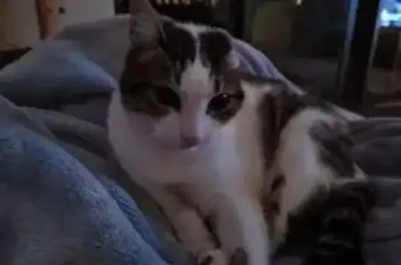 Missing Cat: White/Tabby, Ear Lost, Kelmscott