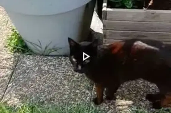 Chat noir perdu, yeux verts, Douarnenez - photo