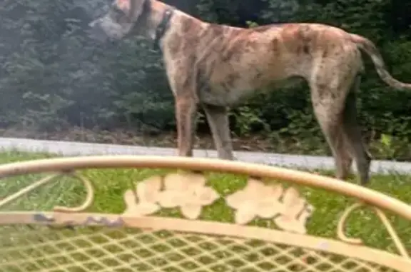 Help Find London: Lost Great Dane in GA