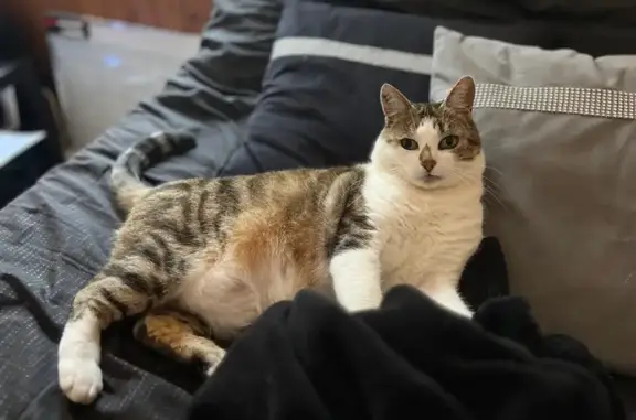 Chatte tigrée-blanche perdue à Rougegoutte - photo