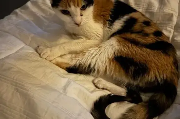 Missing: Elderly Cat in Narragansett