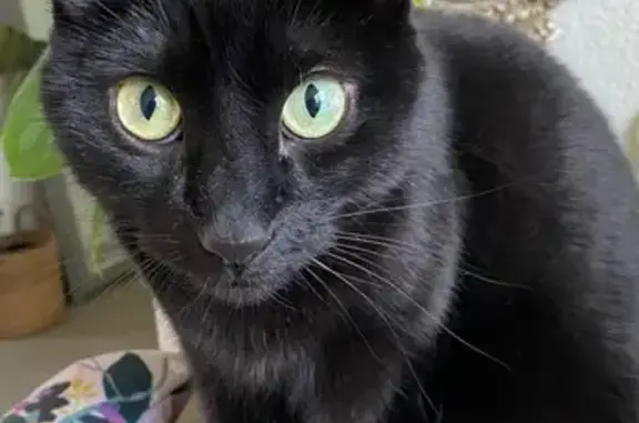 Lost Black Cat in Broomfield - Help Find!