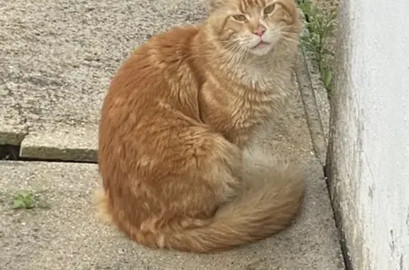 Chat trouvé , photo: Chat roux trouvé à Anceaumeville