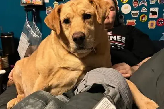 Lost Blonde Lab: Overweight & Bald Spots